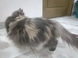 Kucing munchkin mix persia