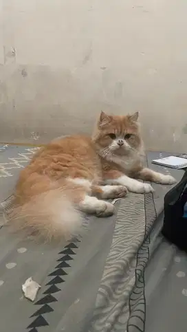 Kucing persia x big Bone