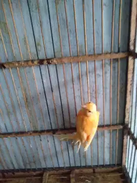 Kenari paud jantan