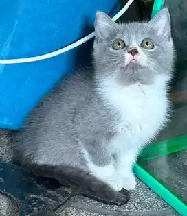 Kucing british shorthair bsh british short hair