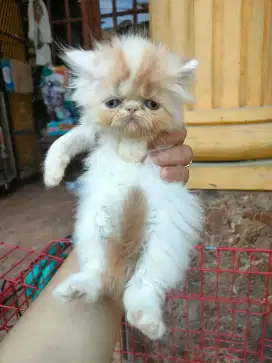 kitten peaknose