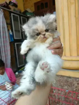 peaknose kitten