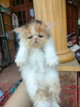peaknose kitten