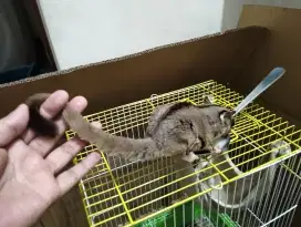 Sugar Glider Dewasa dan Jinak