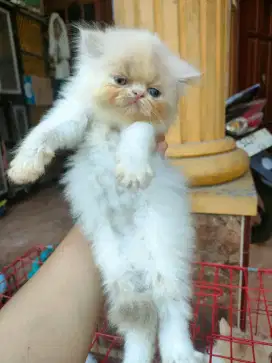peaknose kitten
