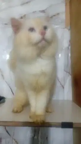KUCING  RAGDOLL