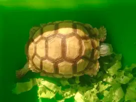 5 Kura Sulcata + 1 Elongata Dewasa