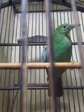 Murai hutan beti BWI mapan rajin fs/BT kandang kotak no 2 atau BURUNG