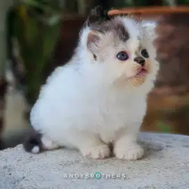 LEPAS ADOPSI Kucing Kitten Persia Flatnose x Peaknose Longhair JANTAN
