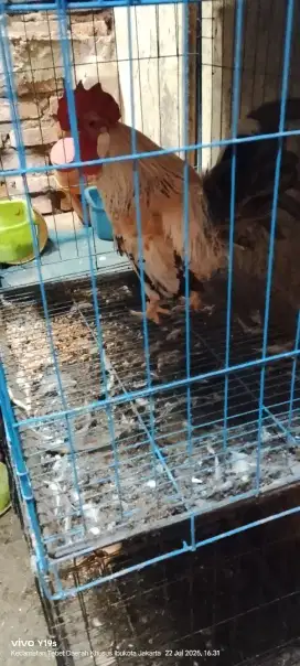jago kate jalak warna aduhai