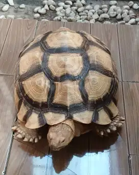 Kura-kura darat Sulcata 38cm