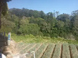 di jual lahan view gunung dan citi light di Cipanas cianjur