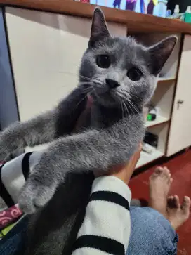 Kucing British Shorthair BSH kitten