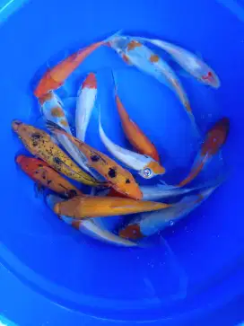 Ikan hias koi berkualitas