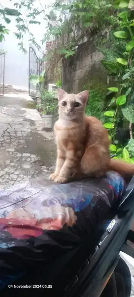 Kucing Scotish Fold mix Betina