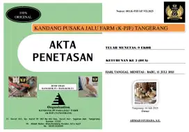 Anak ayam Bangkok, Khoyngon, birkok pacek bk f1 klasik