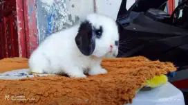 Peternakan kelinci hias unyu