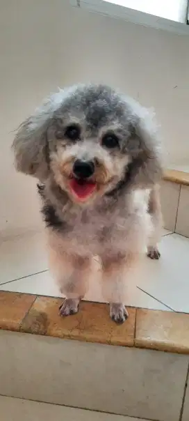 *Open Adopt -- Poodle Silver

Female
Stambum
Usia skitar 2thn