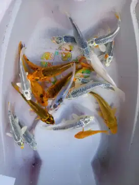 Ikan hias koi berkualiatas