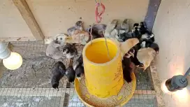 Ayam Bangkok f1 klasik ory