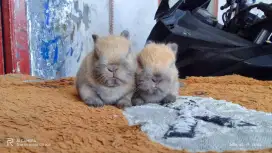 Peternak kelinci mini jenis mini