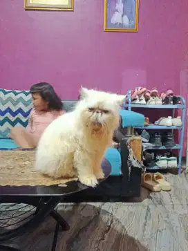 Kucing persia peaknose