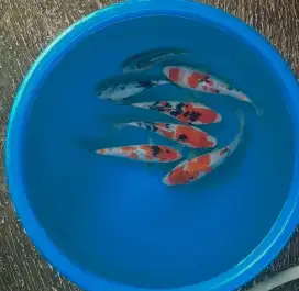Ikan koi size 15cm sampai 20cm