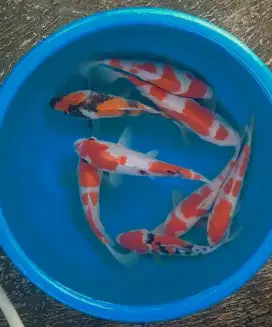 Ikan koi size 25 sampai 28cm