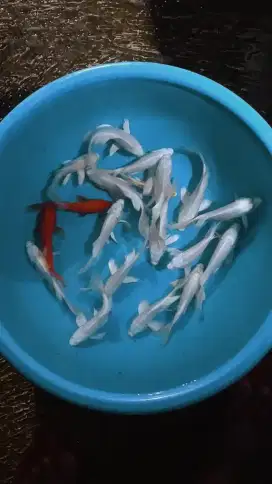 Ikan koi size 15cm sampai 18cm