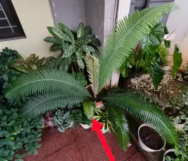 Ence Encephalartos Tanaman Langka
