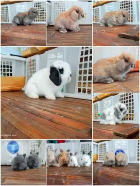 Kelinci lucu favorit