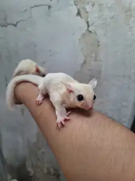 Sugar Glider Leucistic Jinak Anteng ! Calon Bonding