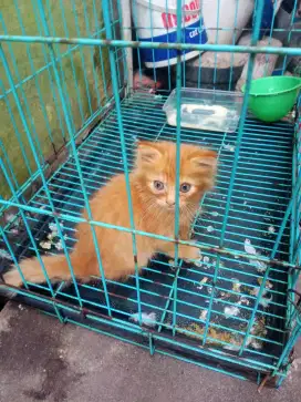 Kucing anggora 2blan