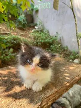 kitten male 2,5 bulan anakan bsh