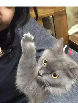 Kucing Persia BigBone