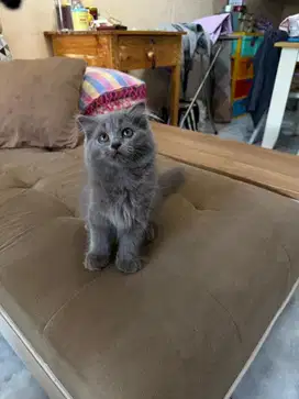 Kucing Munchkin Ns persia anggora fold