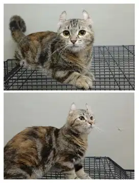 Kucing Cebol HAMIL