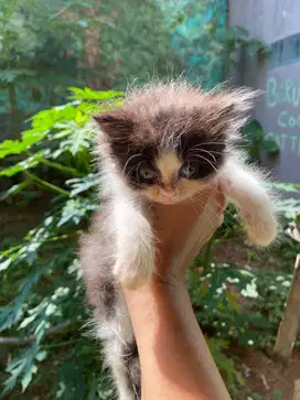 kitten jantan umur 2,5 bulan anakan bsh