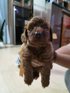 RED TINY POODLE