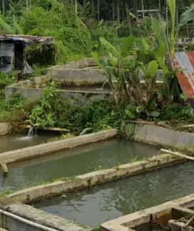 Jual kolam ikan