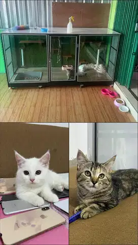 kucing munckin jantan betina plus kandang