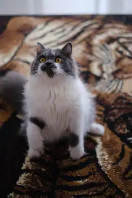 KUCING PERSIA BETINA