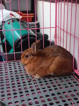 Kelinci Mini Netherland Dwarf