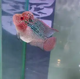 ikan louhan srd 5cm lohan srd lokal rasa srd Thailand merah marking