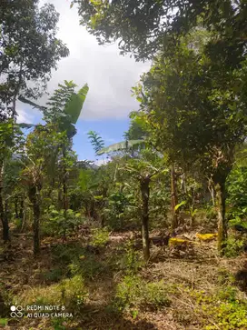 Dijual tanah di wanagiri berisi pohon cengkeh dan kopi