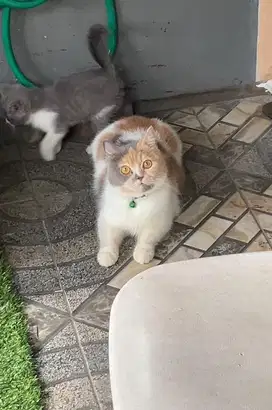 Kucing british shorthair bsh british short hair