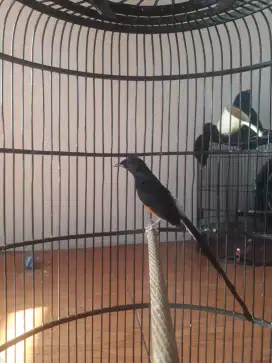 Burung muray gacoran