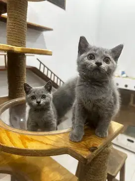 BSH blue solid kitten 2 bulan all betina parent ped wcf & cfa