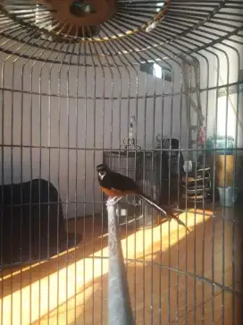 Burung muray gacoran
