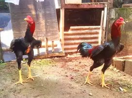 Ayam bangkok klasik
